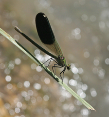Calopteryx splendens intermedia