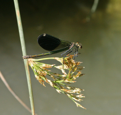Calopteryx splendens intermedia