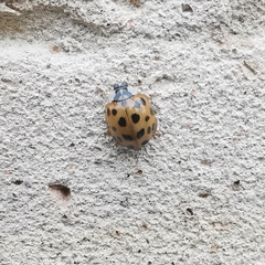 Harmonia axyridis