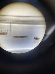 Rhyacophiloidea