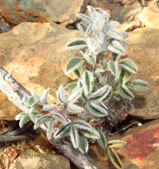 Indigofera anastasia