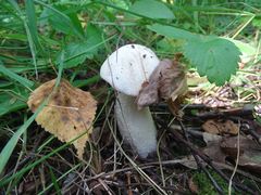 Leccinum percandidum