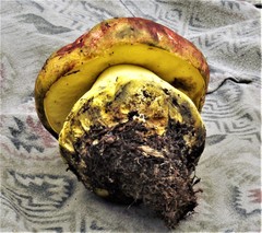 Butyriboletus autumniregius