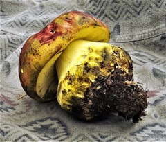 Butyriboletus autumniregius