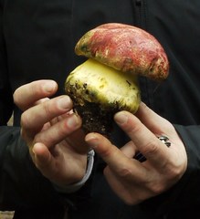 Butyriboletus autumniregius