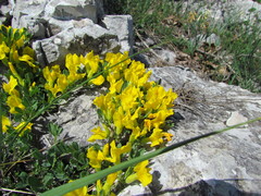 Chamaecytisus wulfii