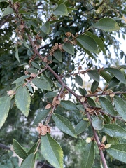 Ulmus parvifolia