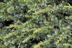 Juniperus communis hemisphaerica