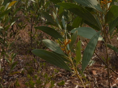 Acacia holosericea