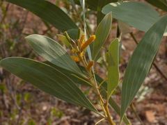 Acacia holosericea