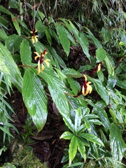 Cautleya