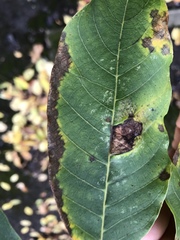 Ophiognomonia leptostyla