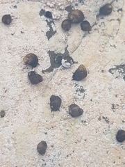 Austrolittorina cincta