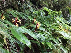 Cautleya