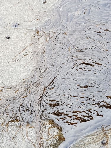Cladosiphon observed 2017-09-06