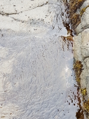 Chordaria cladosiphon