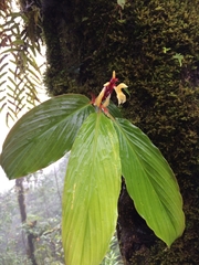 Cautleya
