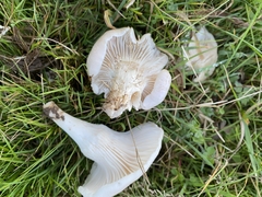 Cuphophyllus pratensis pallidus