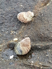 Austrolittorina cincta