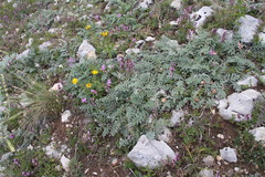 Psephellus declinatus