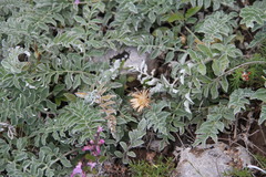 Psephellus declinatus