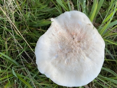 Cuphophyllus pratensis pallidus