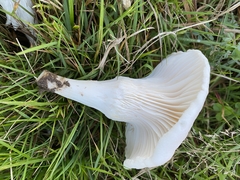 Cuphophyllus pratensis pallidus