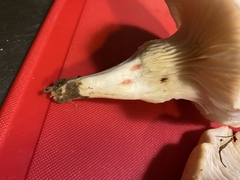 Cuphophyllus pratensis pallidus