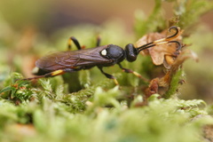 Ichneumon stramentor