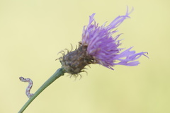 Eupithecia centaureata