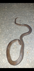 Stenorrhina degenhardtii