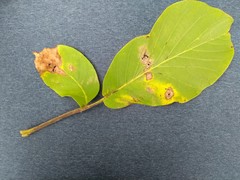 Ophiognomonia leptostyla