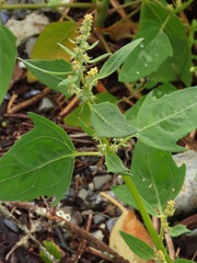 Atriplex gmelinii
