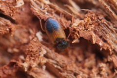 Diachromus germanus