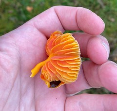 Hygrocybe quieta
