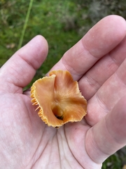 Hygrocybe quieta