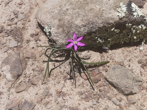 Image of Romulea syringodeoflora by (c) Brian du Preez, some rights reserved (CC BY-SA)
