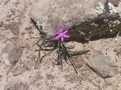 Romulea syringodeoflora