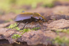 Carabus arvensis