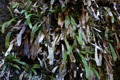 Notogrammitis patagonica