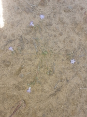 Wahlenbergia prostrata