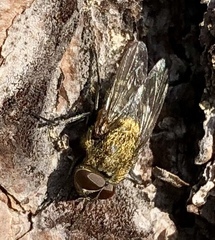Pollenia rudis