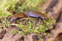 Carabus arvensis