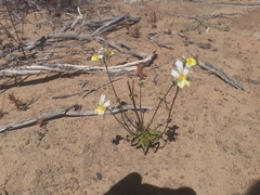 Nemesia calcarata