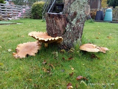 Cerioporus squamosus