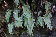 Cranfillia vulcanica