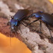 Violet Ground Beetle - Photo (c) Corinna Herr, some rights reserved (CC BY-NC), uploaded by Corinna Herr