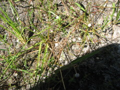 Eriocaulon aquaticum