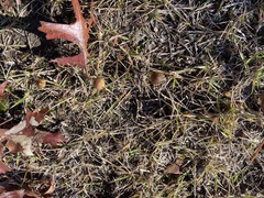 Mycena griseoviridis