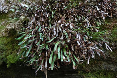 Notogrammitis patagonica